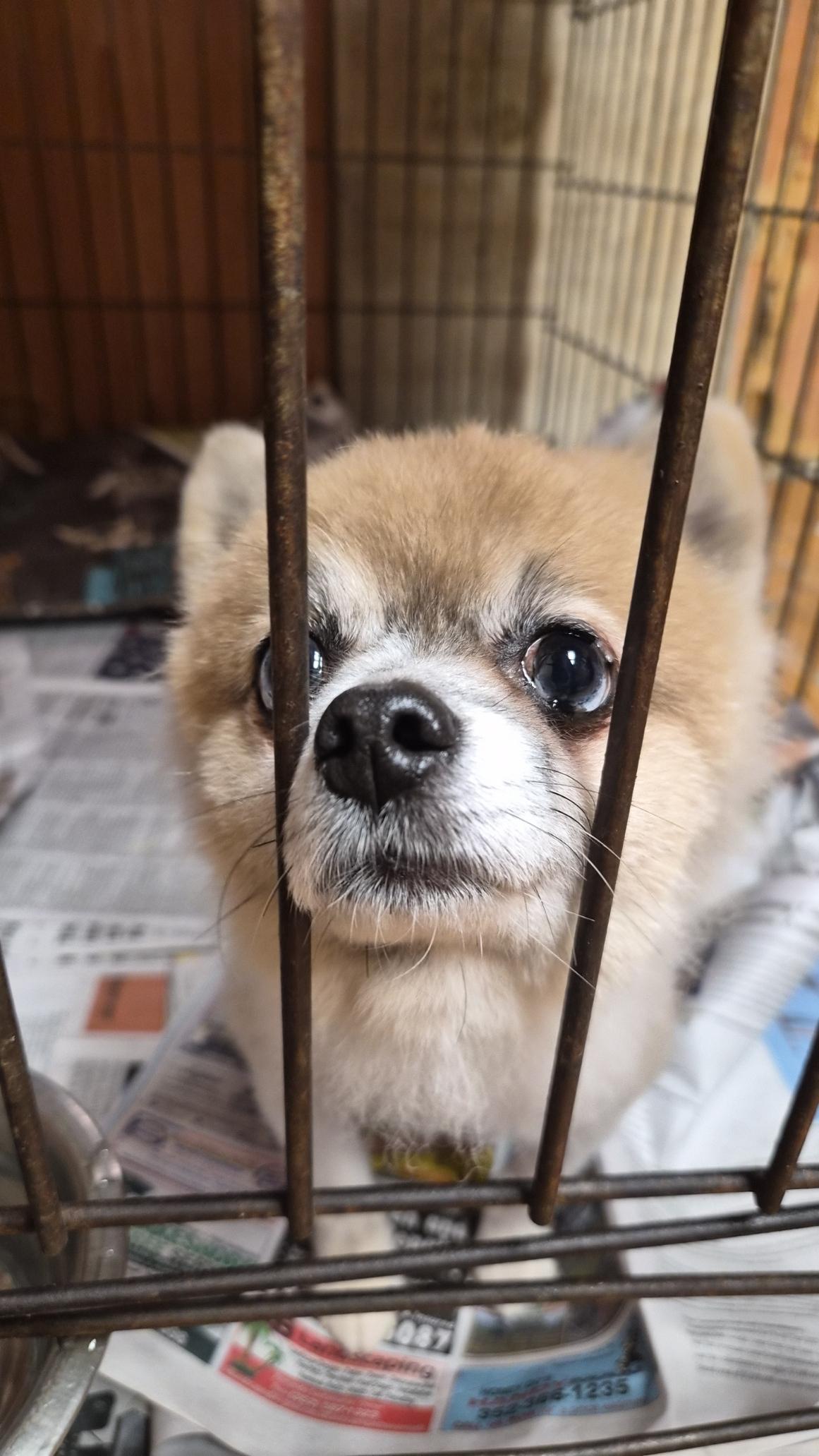 Enlarge Peanut, a Adoptable Pomeranian in Orlando, FL image 5/6
