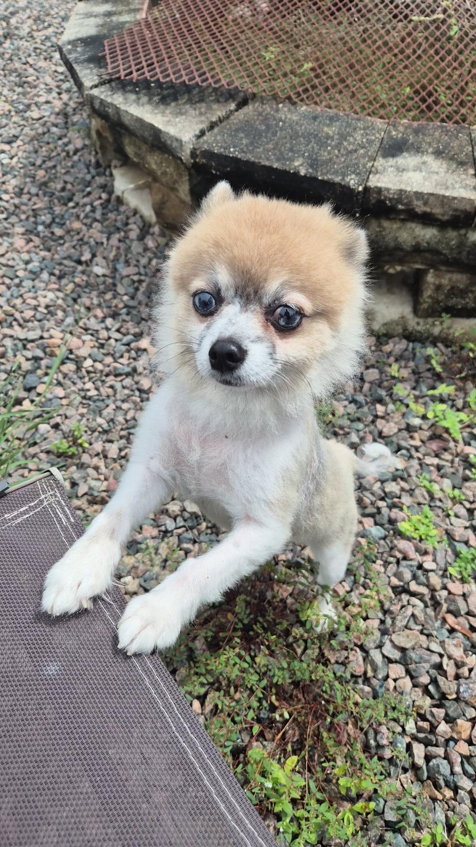 Enlarge Peanut, a Adoptable Pomeranian in Orlando, FL image 2/6