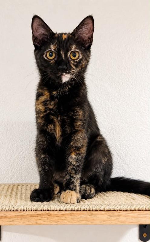 Enlarge Nora, a Adoptable mixed breed in Sunnyvale, CA image 1/5