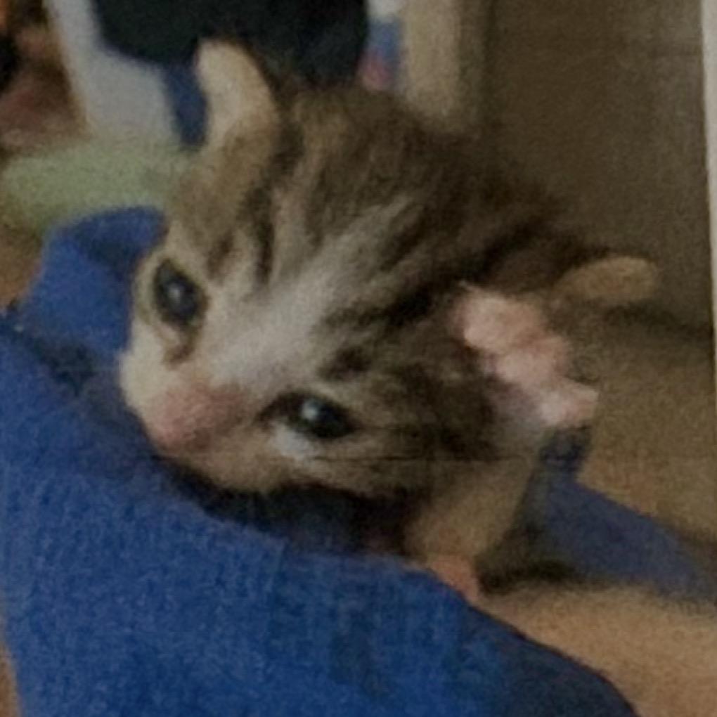 Story, Adoptable, Young Female Domestic Short Hair.