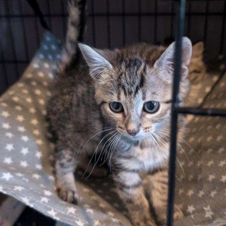 Mopsy & Lilliput, Adoptable, Kitten Female Domestic Medium Hair.