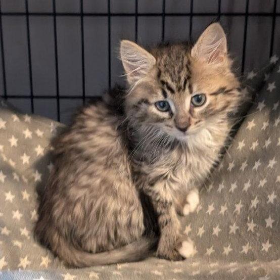 Enlarge Mopsy & Lilliput, a Adoptable Domestic Medium Hair in Pikesville, MD image 3/3