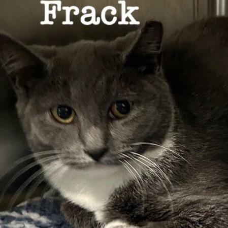 Frack, a Adoptable Domestic Short Hair in Oyster Bay, NY image 1/4