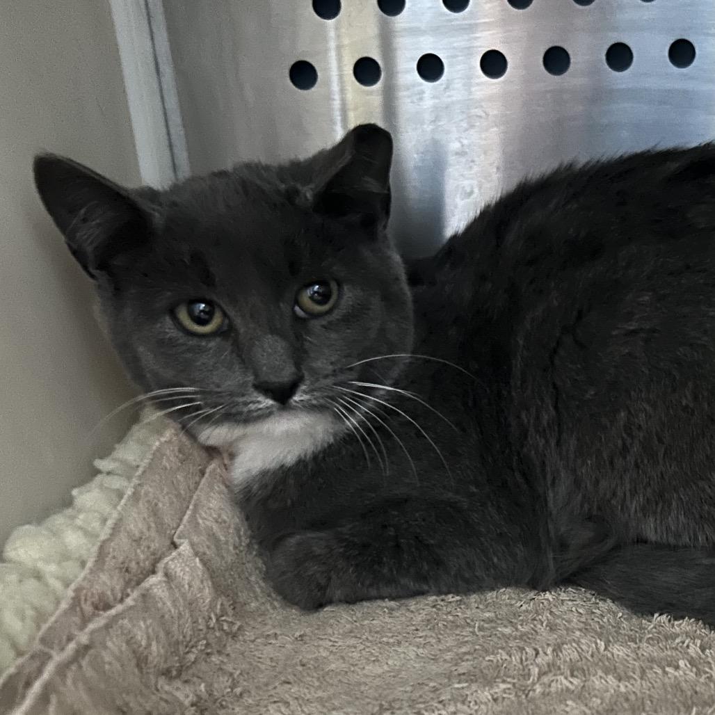 Frack, a Adoptable Domestic Short Hair in Oyster Bay, NY image 3/4