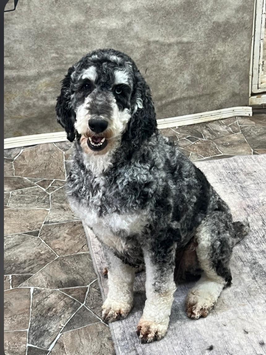 Enlarge Nellie, a ADOPTABLE Standard Poodle in Liberty Center, OH image 4/5