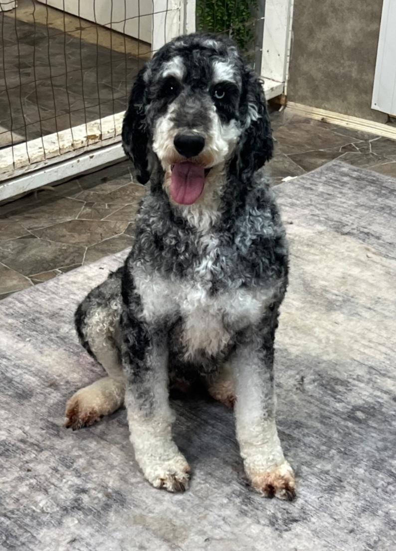 Enlarge Nellie, a ADOPTABLE Standard Poodle in Liberty Center, OH image 3/5