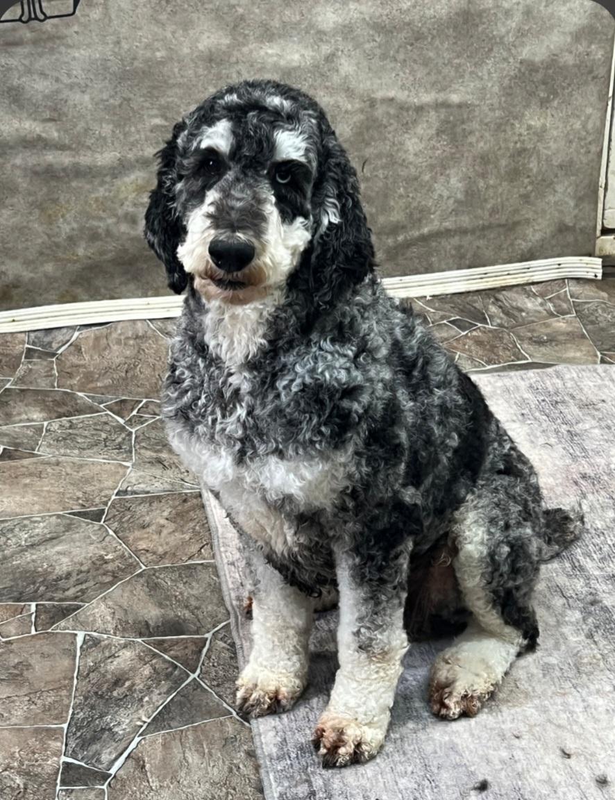 Enlarge Nellie, a ADOPTABLE Standard Poodle in Liberty Center, OH image 2/5