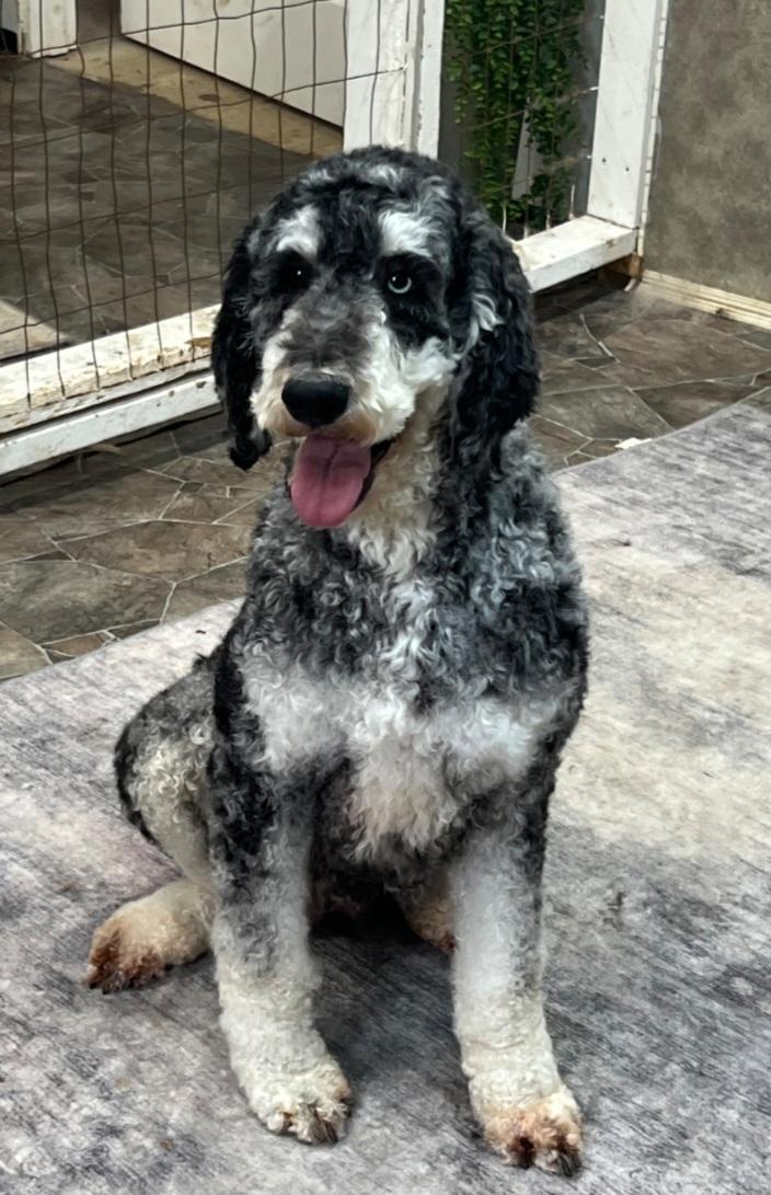 Enlarge Nellie, a ADOPTABLE Standard Poodle in Liberty Center, OH image 5/5