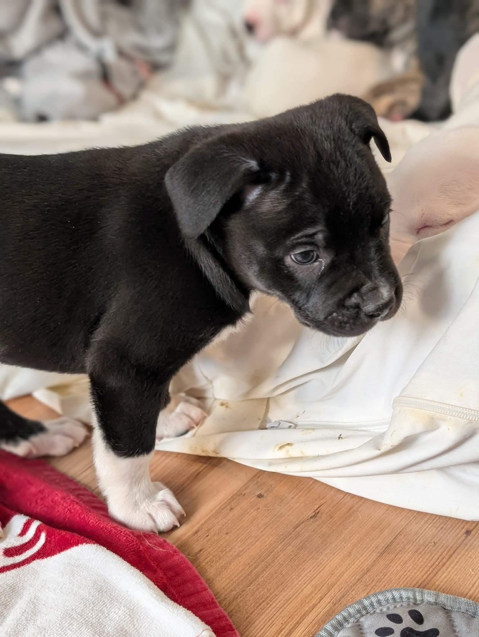 Enlarge Sumac, a ADOPTABLE mixed breed in Kiowa, OK image 2/6