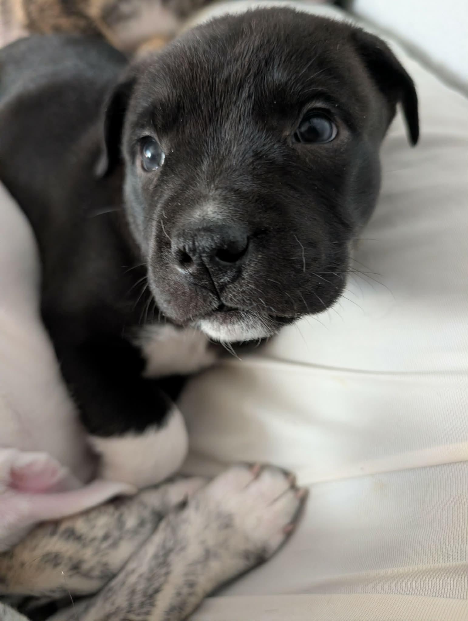 Enlarge Sumac, a ADOPTABLE mixed breed in Kiowa, OK image 4/6