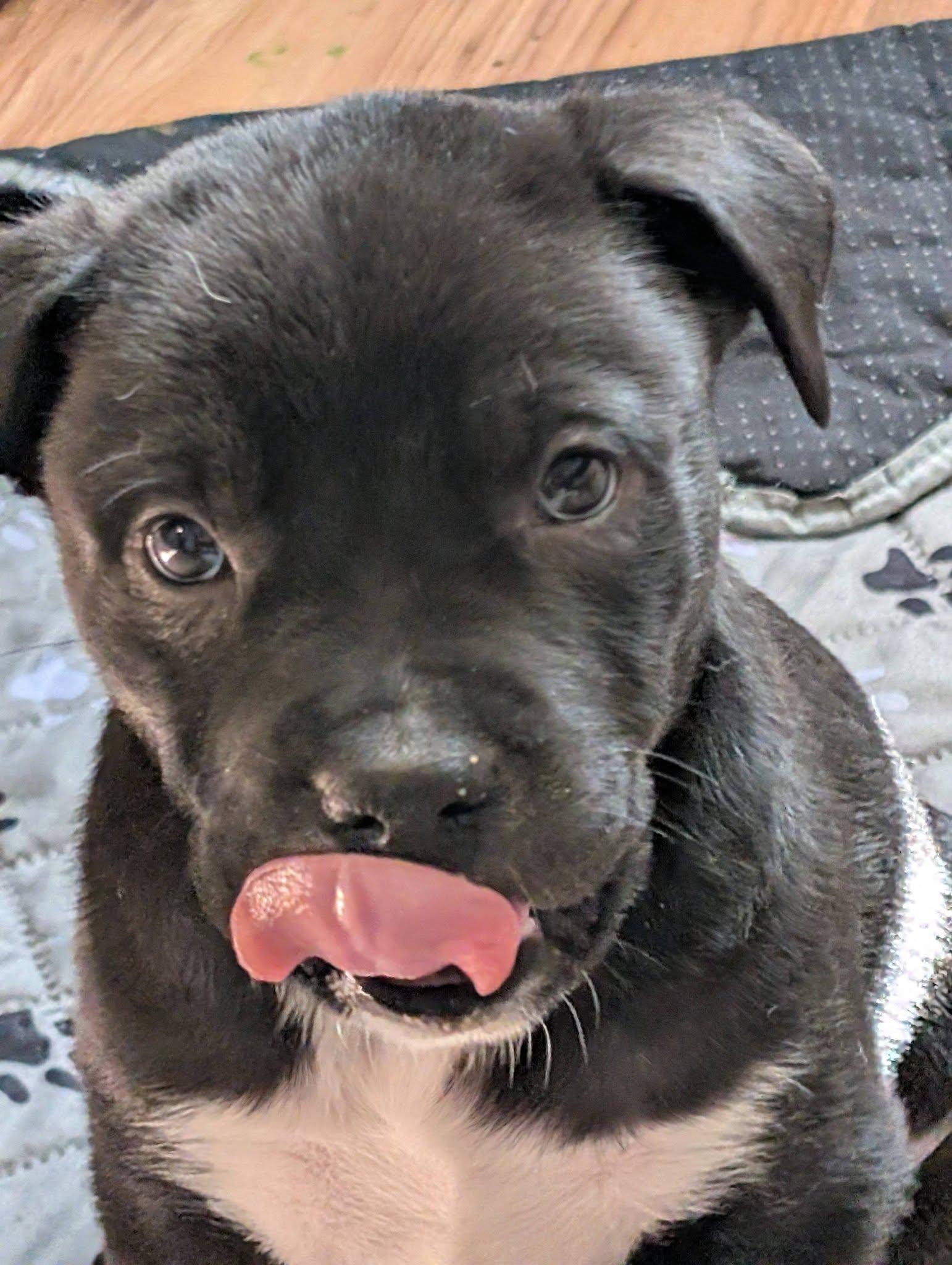 Enlarge Sumac, a ADOPTABLE mixed breed in Kiowa, OK image 5/6