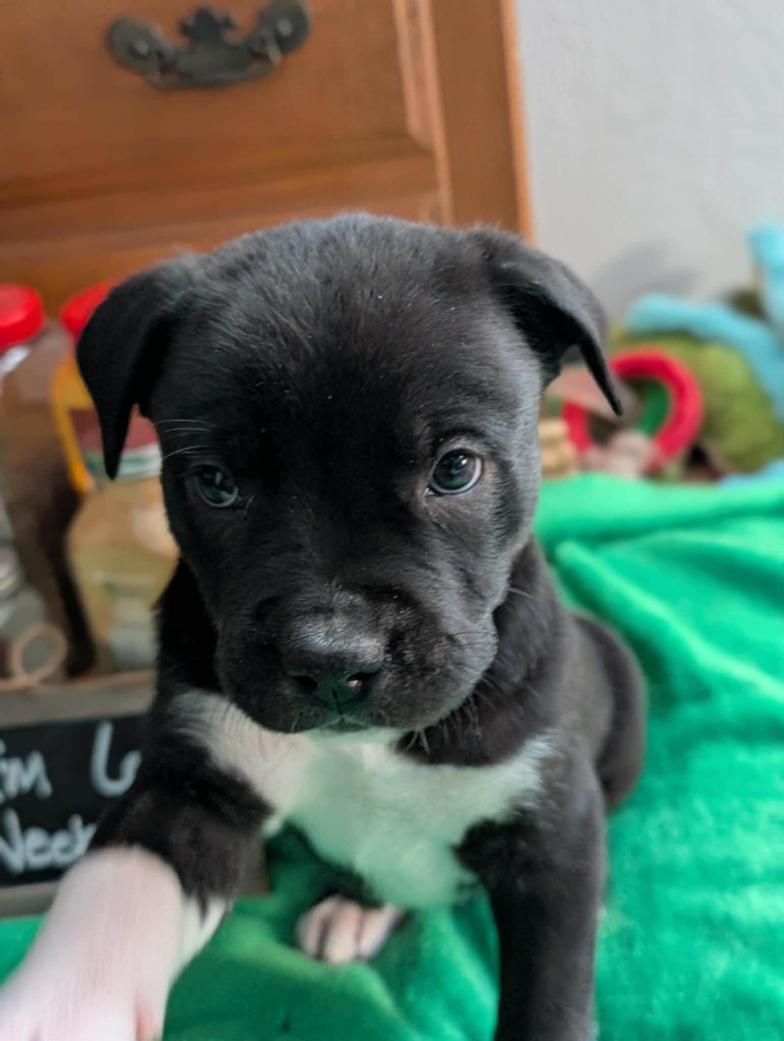 Enlarge Sumac, a ADOPTABLE mixed breed in Kiowa, OK image 3/6