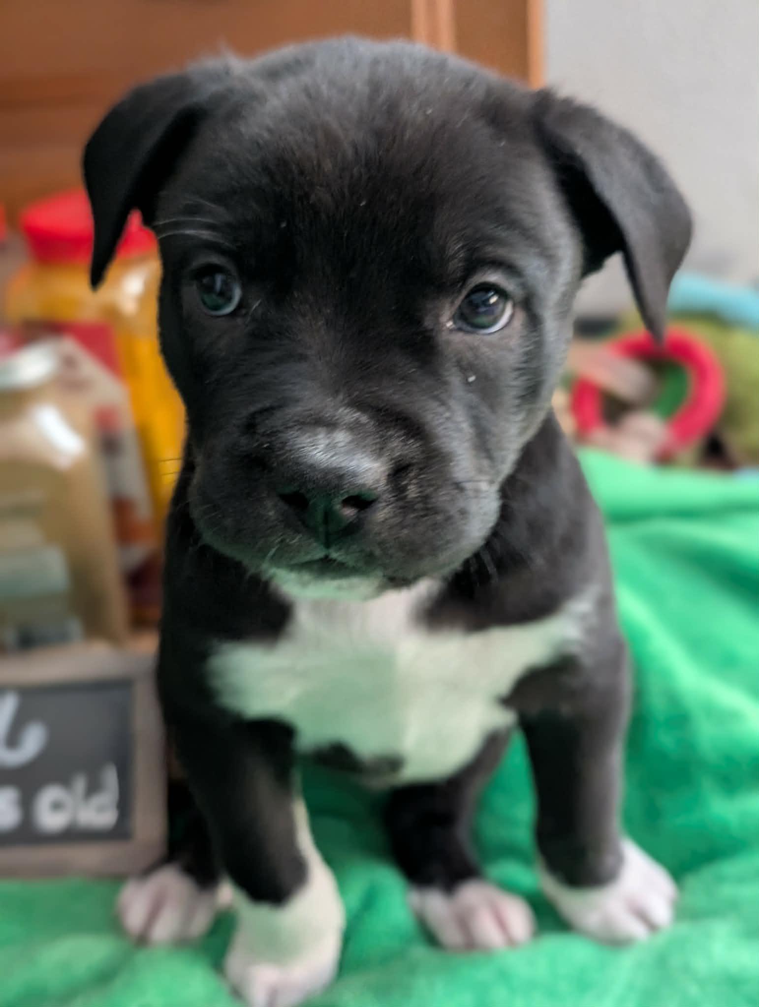 Enlarge Sumac, a ADOPTABLE mixed breed in Kiowa, OK image 1/6