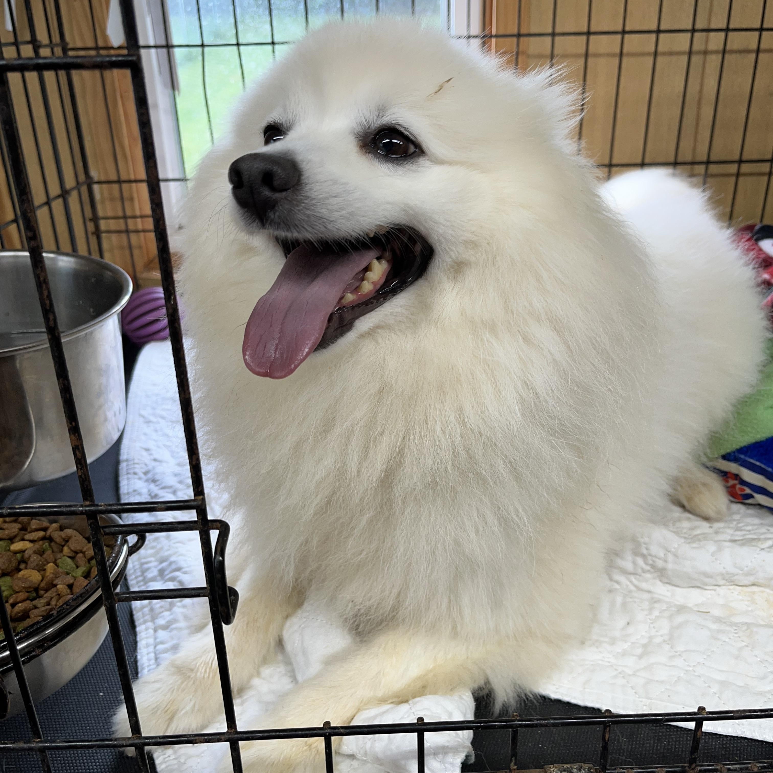 Dasher, Adoptable, Adult Male Spitz.