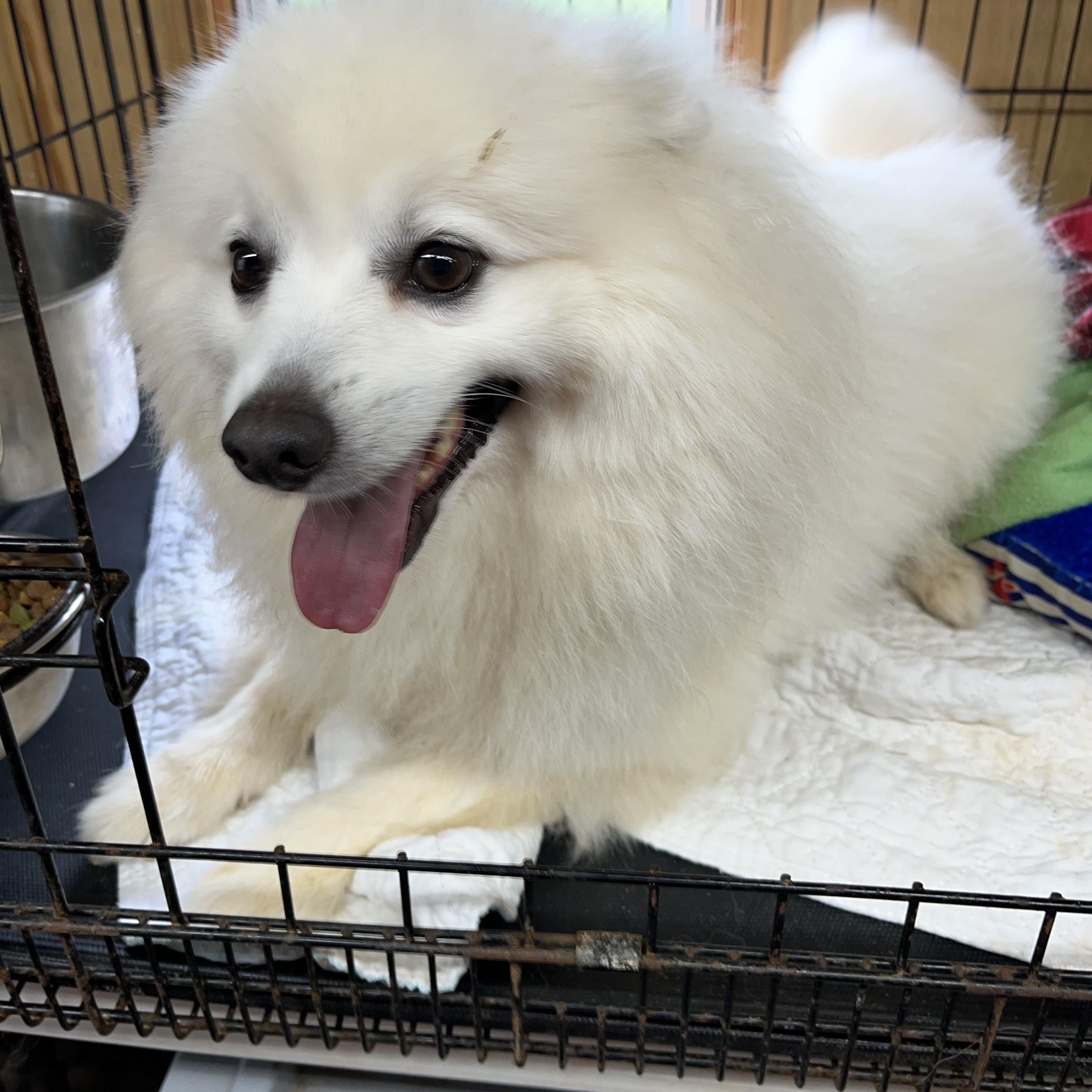 Enlarge Dasher, an adopted Spitz in Woodruff, SC image 2/5