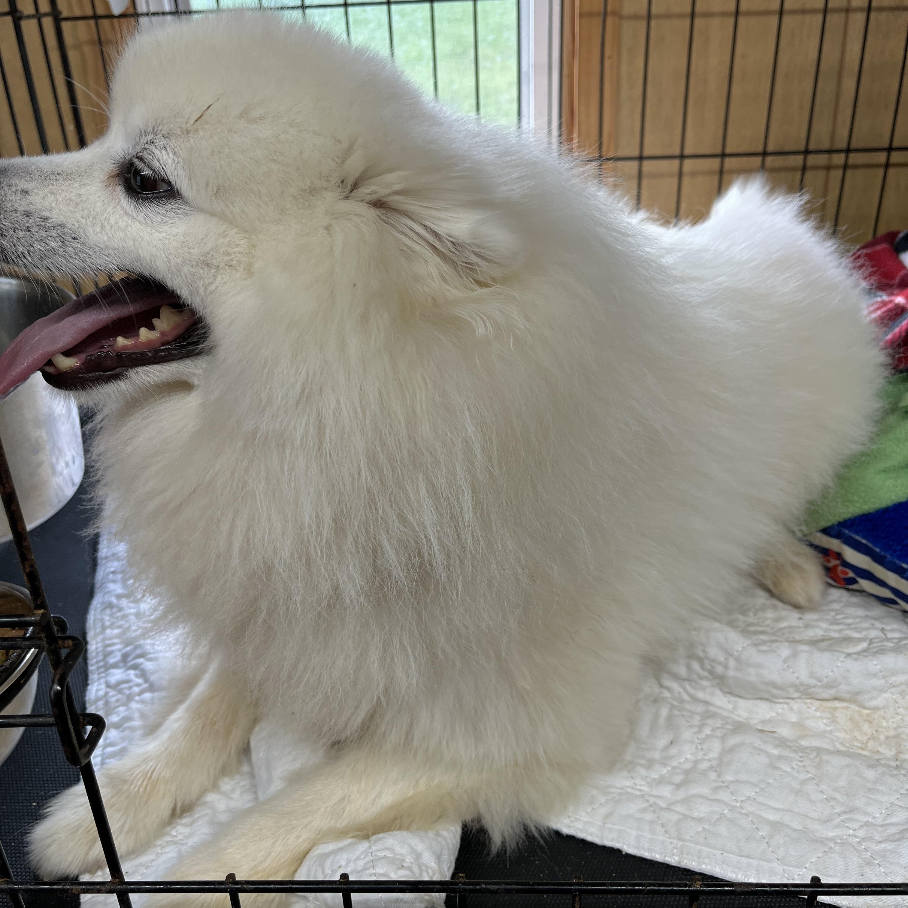 Enlarge Dasher, an adopted Spitz in Woodruff, SC image 3/5