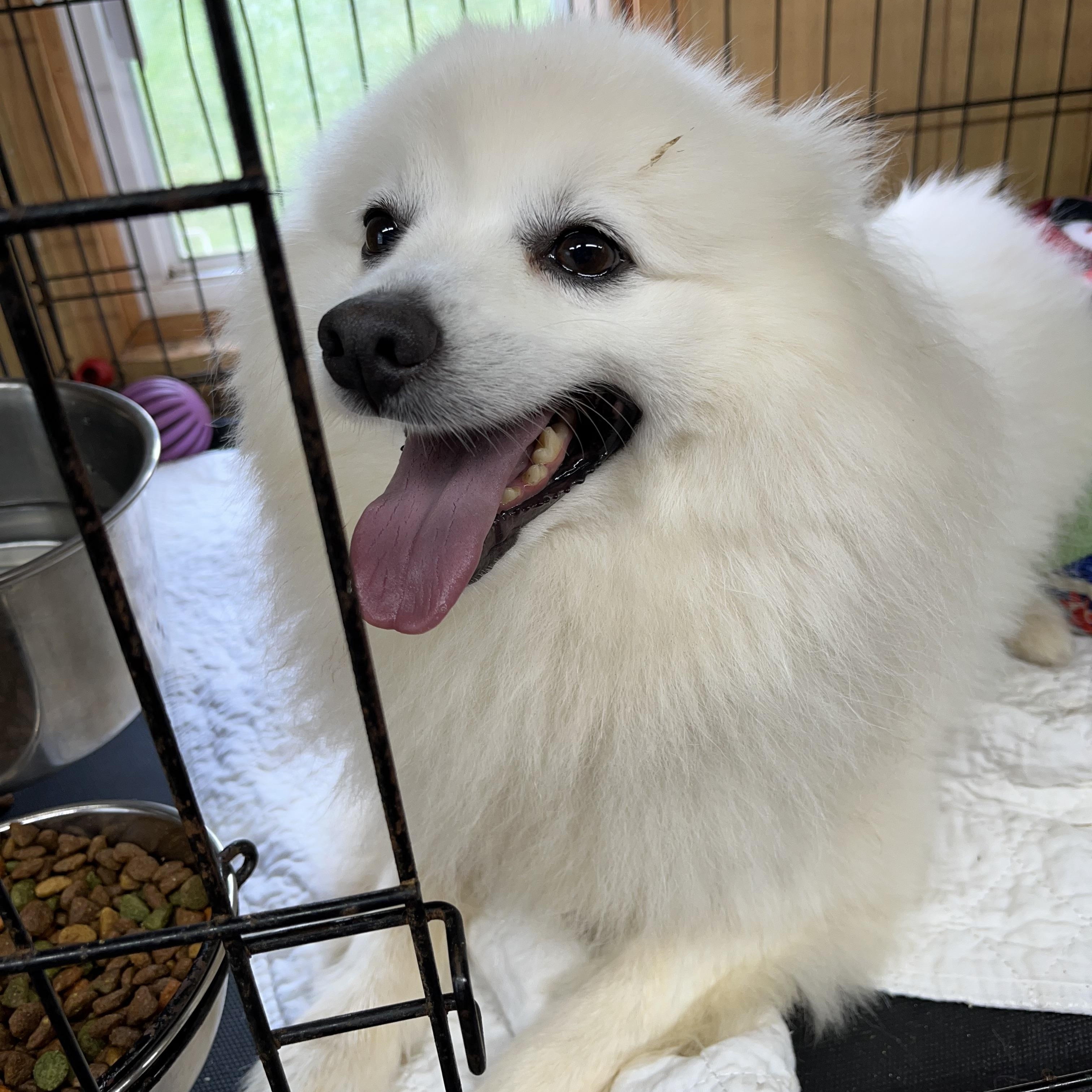 Enlarge Dasher, an adopted Spitz in Woodruff, SC image 4/5