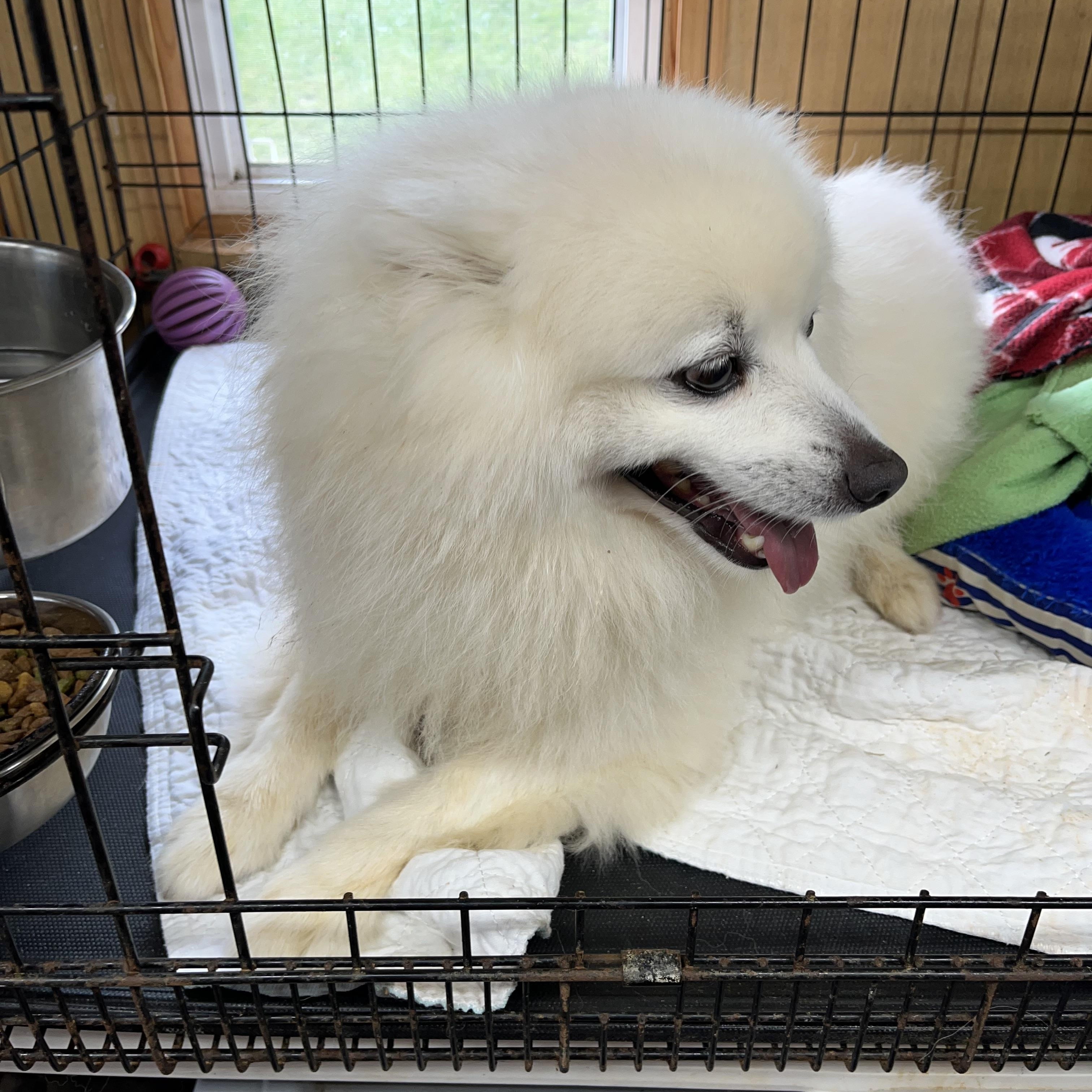 Enlarge Dasher, an adopted Spitz in Woodruff, SC image 5/5