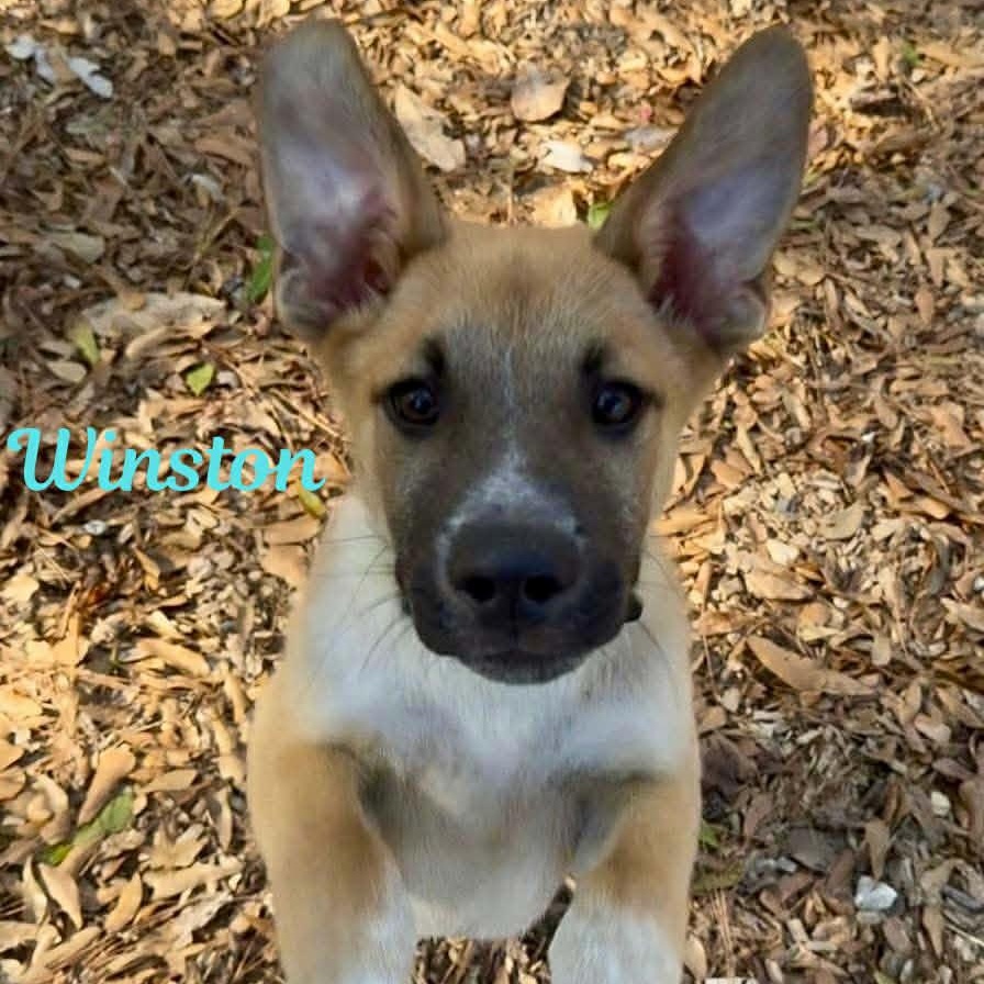 WINSTON, ADOPTABLE, Puppy Male Hound.