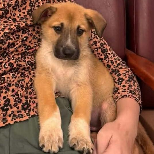 Enlarge WINSTON, a ADOPTABLE mixed breed in Madisonville, LA image 3/3