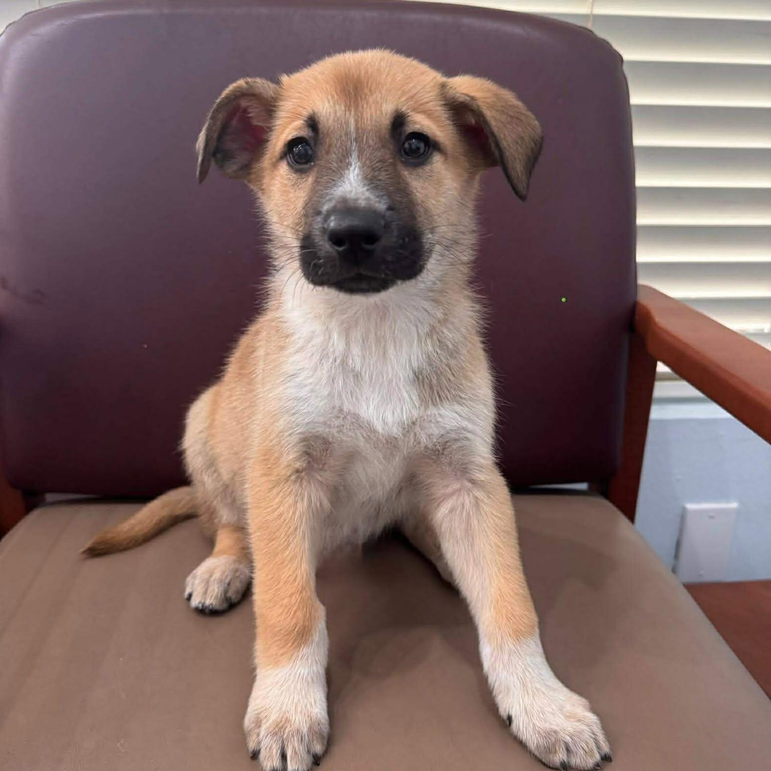 Enlarge WINSTON, a ADOPTABLE mixed breed in Madisonville, LA image 2/3