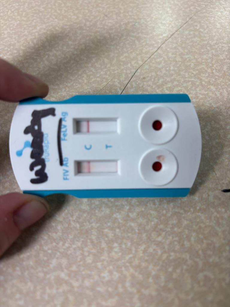 Enlarge C1589-25 Woody, a Adoptable mixed breed in Tifton, GA image 3/3