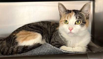 Lane, Adoptable, Adult Female Domestic Short Hair & Domestic Short Hair.
