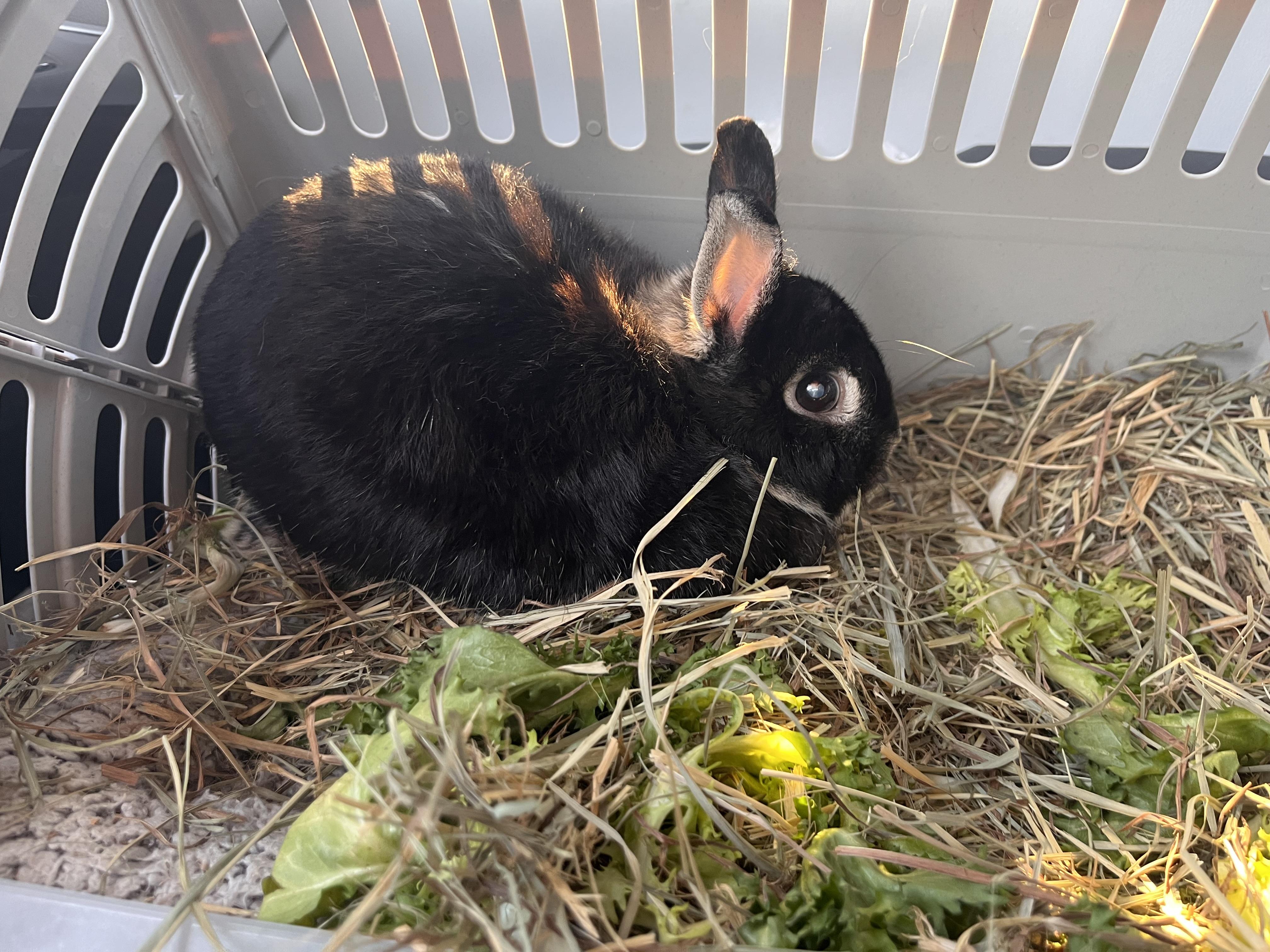 Isabella, Adopted, Adult Female Netherland Dwarf.