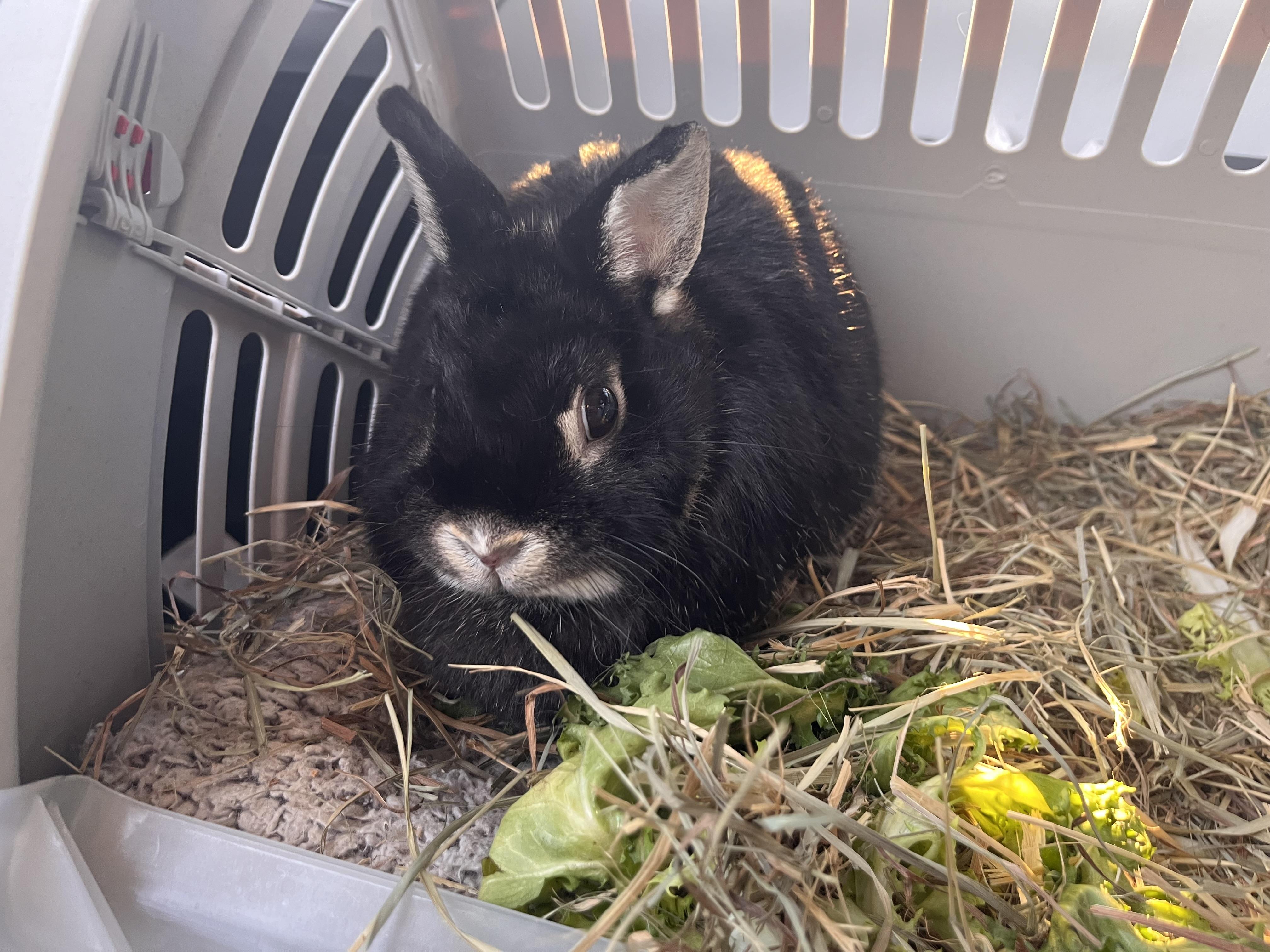Enlarge Isabella, a Adopted mixed breed in Holiday, FL image 2/5