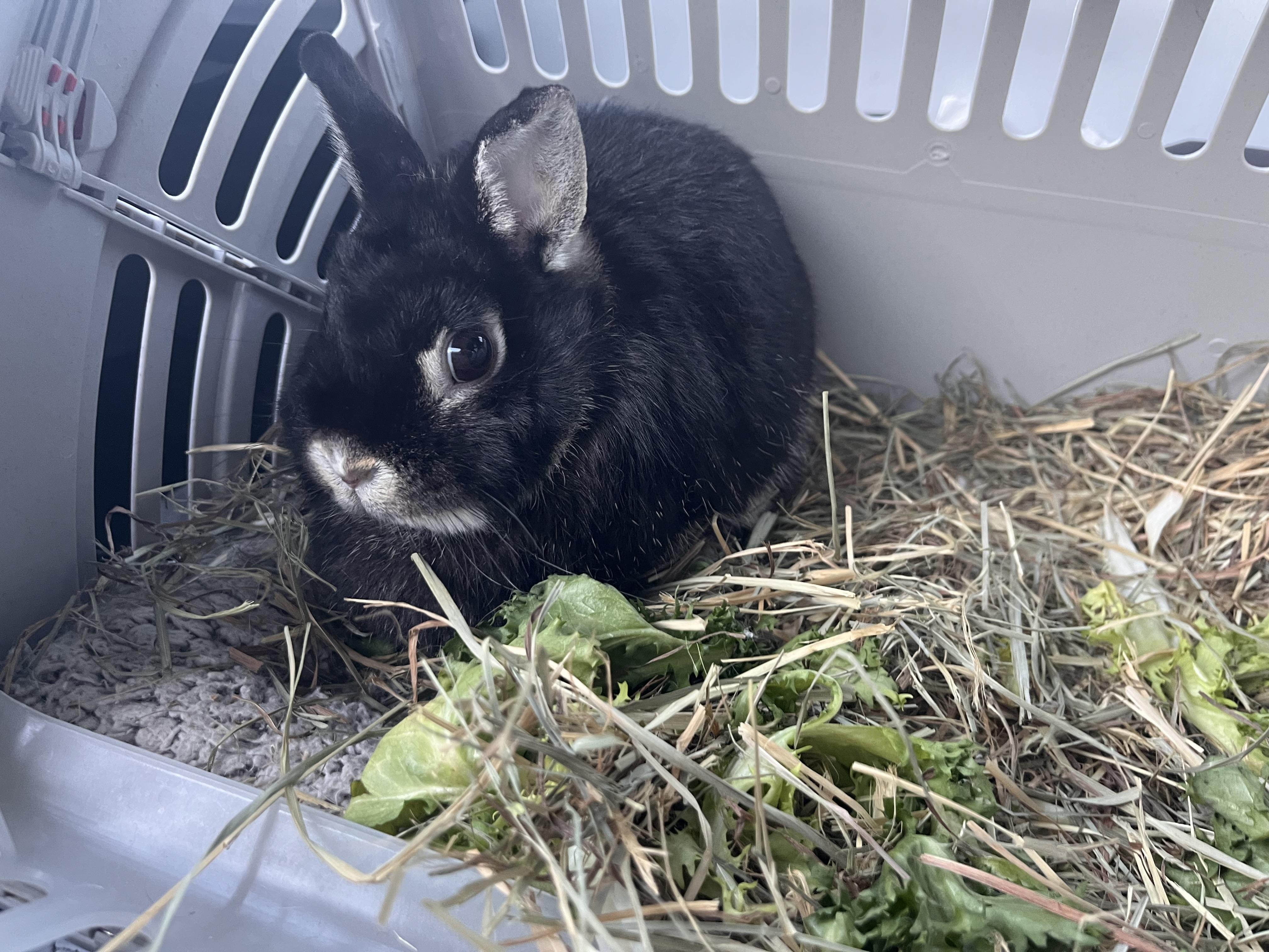 Enlarge Isabella, a Adopted mixed breed in Holiday, FL image 3/5