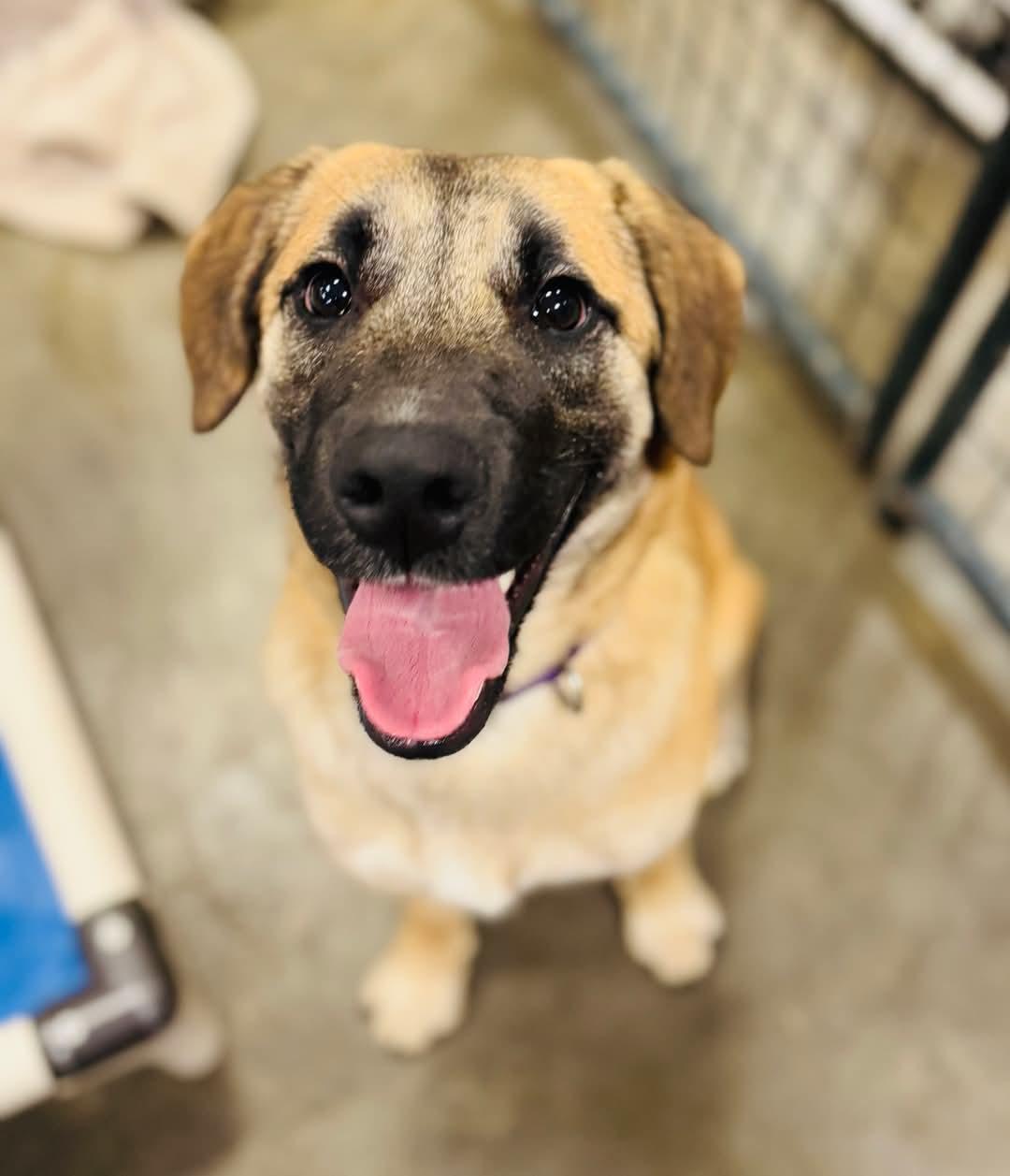 Buttercup, Adult Female Mixed Breed