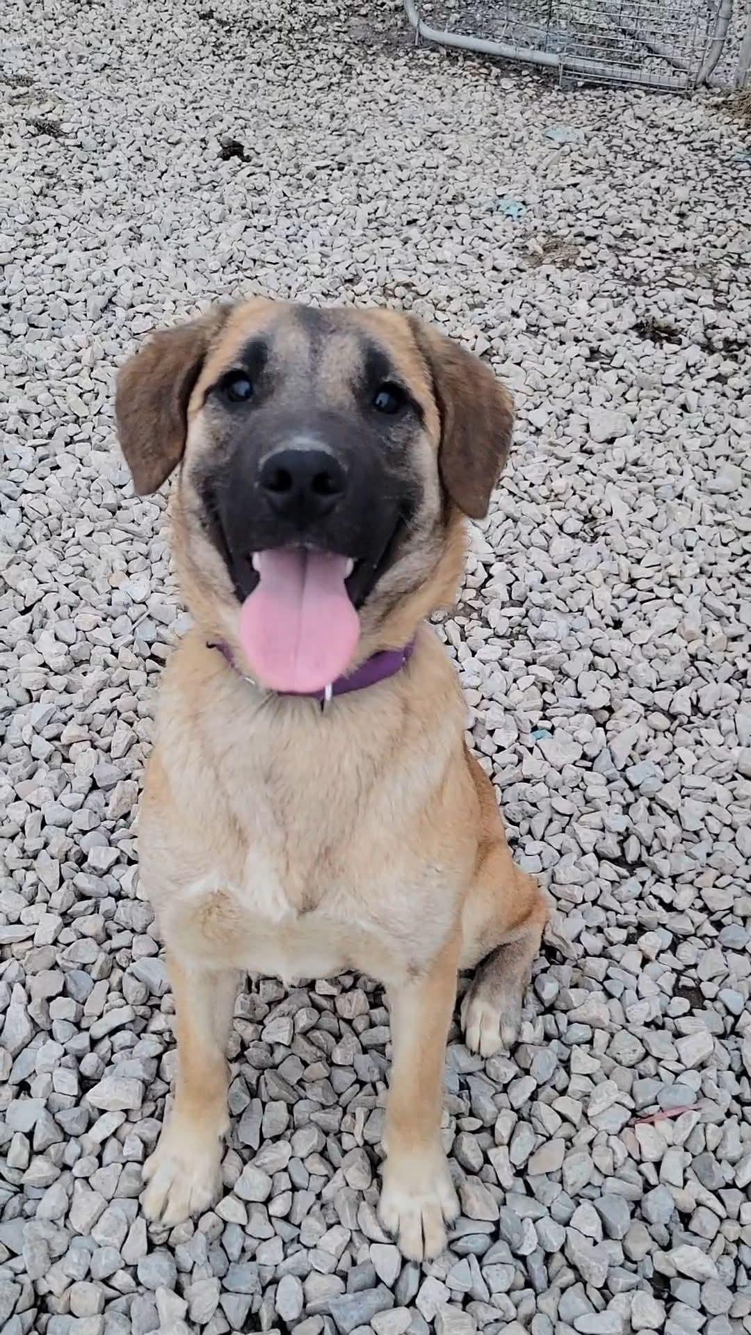 Buttercup, a Adoptable Mixed Breed in Ashland, KY image 2/3