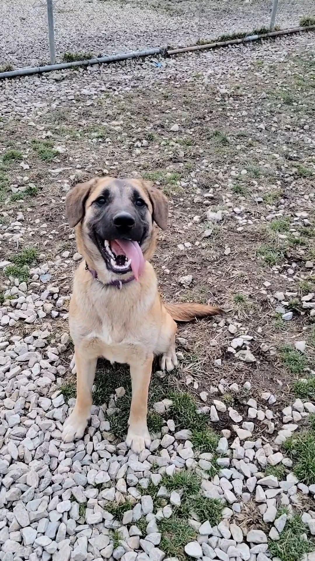 Buttercup, a Adoptable Mixed Breed in Ashland, KY image 3/3