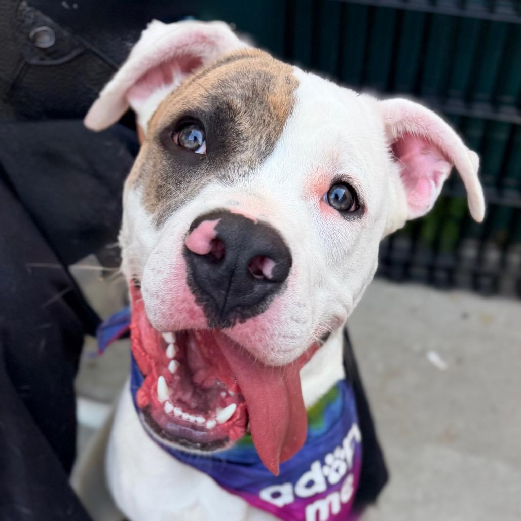 Maverick, a Adoptable mixed breed in Durham, NC image 1/6