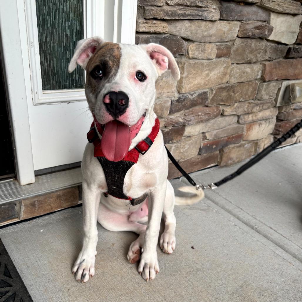 Maverick, a Adoptable mixed breed in Durham, NC image 2/6