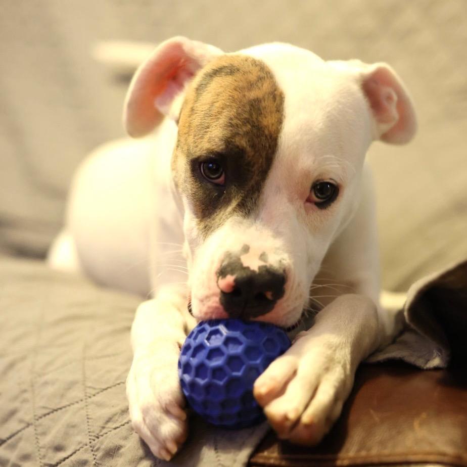 Maverick, a Adoptable mixed breed in Durham, NC image 3/6