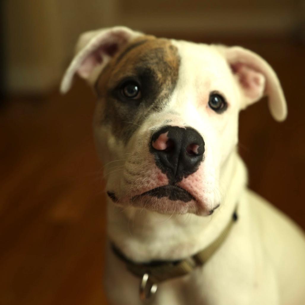 Maverick, a Adoptable mixed breed in Durham, NC image 5/6