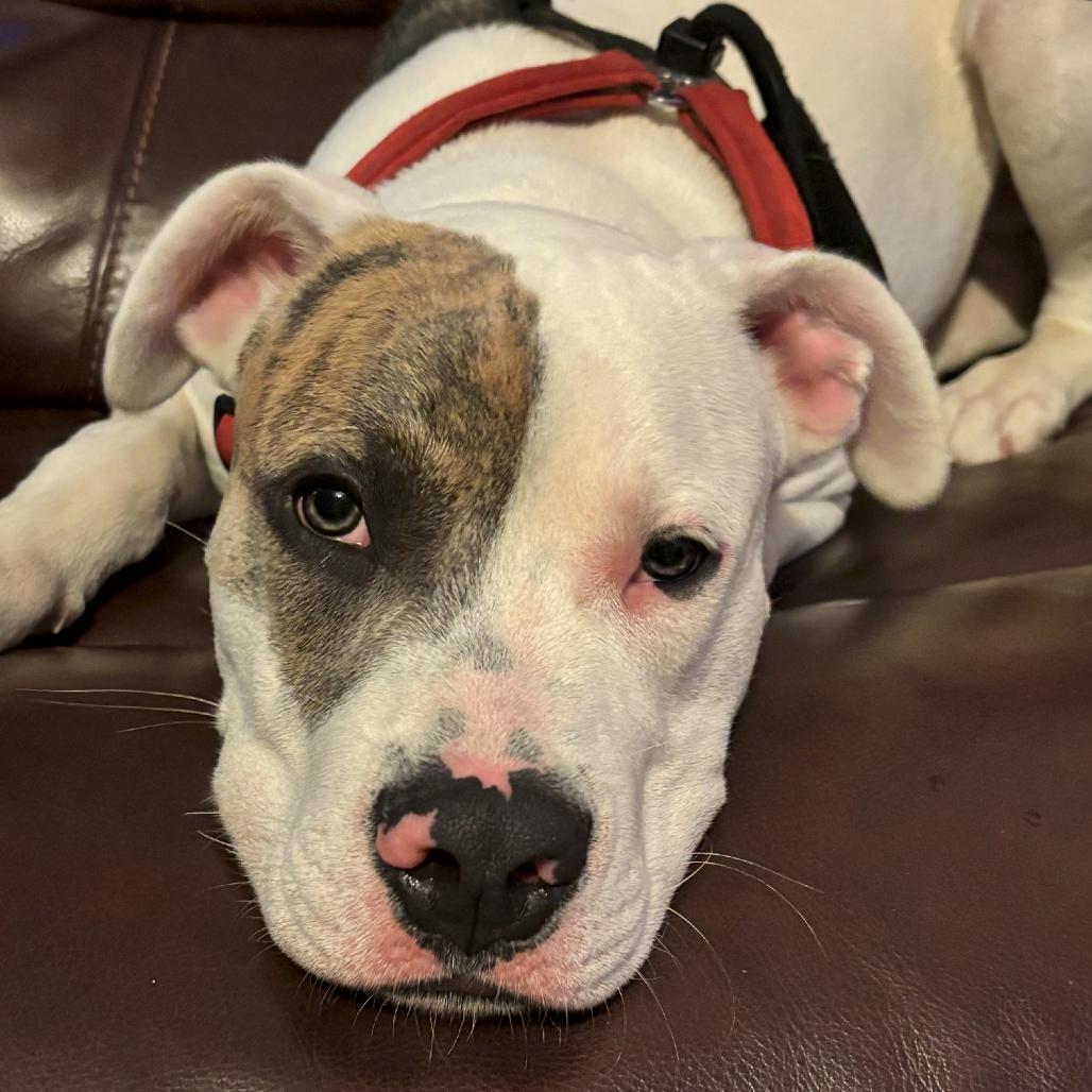 Maverick, a Adoptable mixed breed in Durham, NC image 6/6