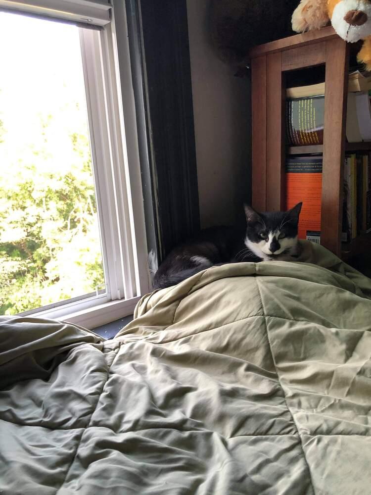 Tommy, Adopted, Kitten Male Domestic Short Hair.