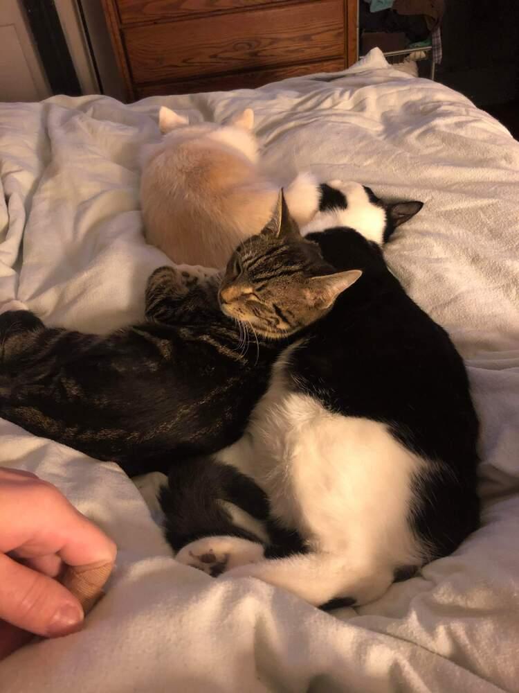 Enlarge Tommy, a Adopted mixed breed in Oakville, CT image 2/6