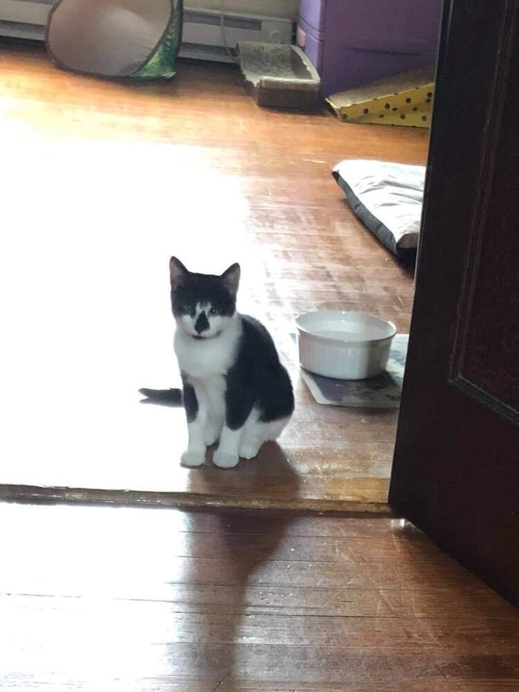 Enlarge Tommy, a Adopted mixed breed in Oakville, CT image 3/6