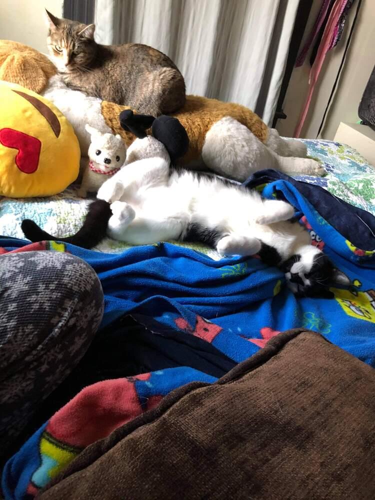 Enlarge Tommy, a Adopted mixed breed in Oakville, CT image 4/6