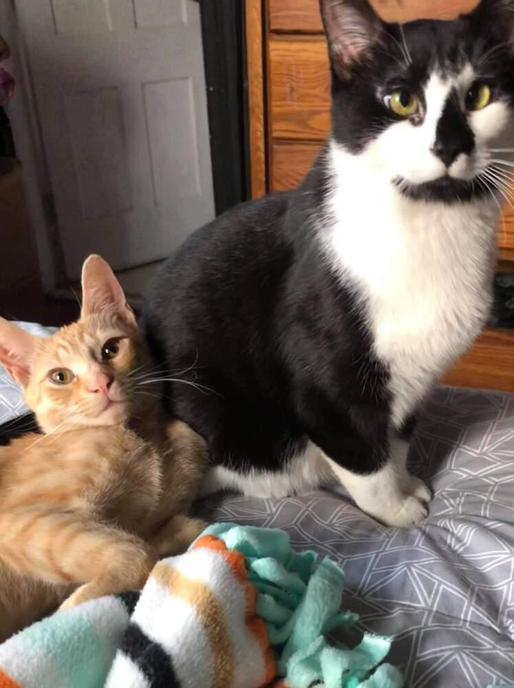 Enlarge Tommy, a Adopted mixed breed in Oakville, CT image 5/6