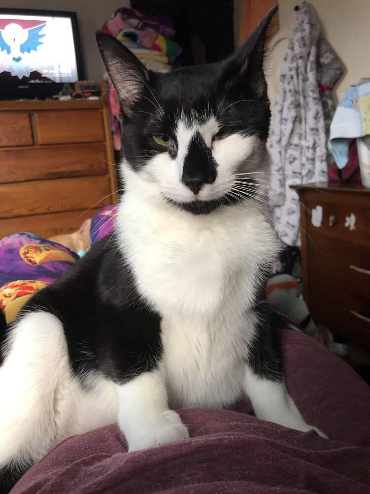 Enlarge Tommy, a Adopted mixed breed in Oakville, CT image 6/6