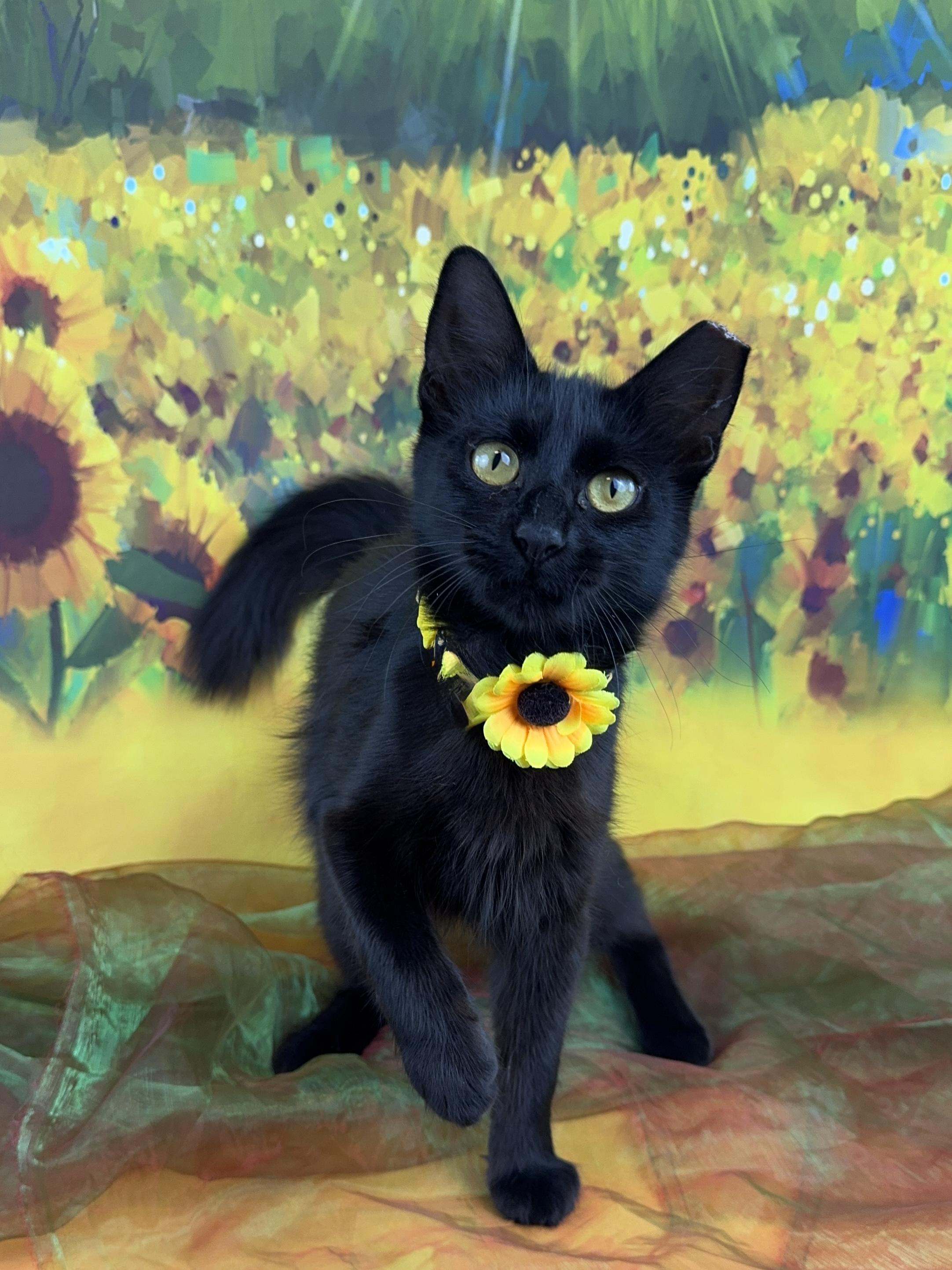 Enlarge Coco, a Adopted Domestic Long Hair in Houston, TX image 2/6
