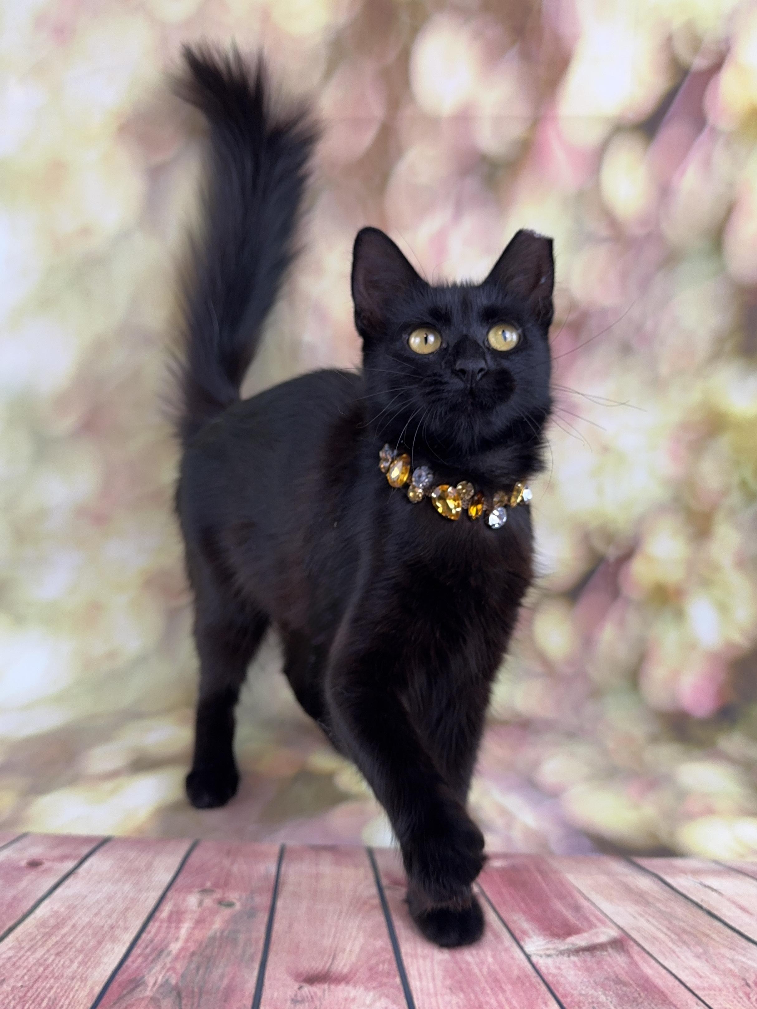 Coco, Adopted, Kitten Female Domestic Long Hair.