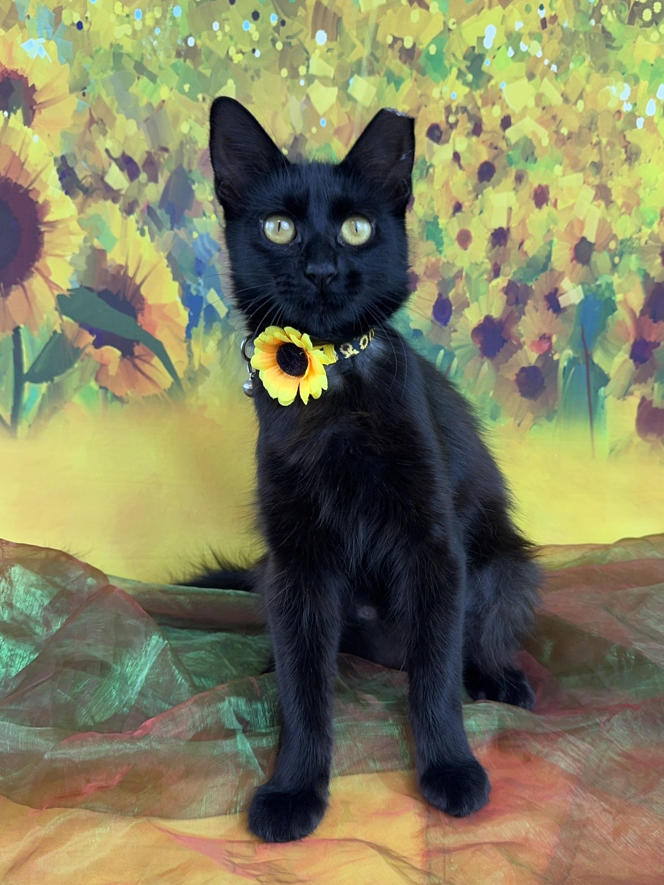 Enlarge Coco, a Adopted Domestic Long Hair in Houston, TX image 6/6