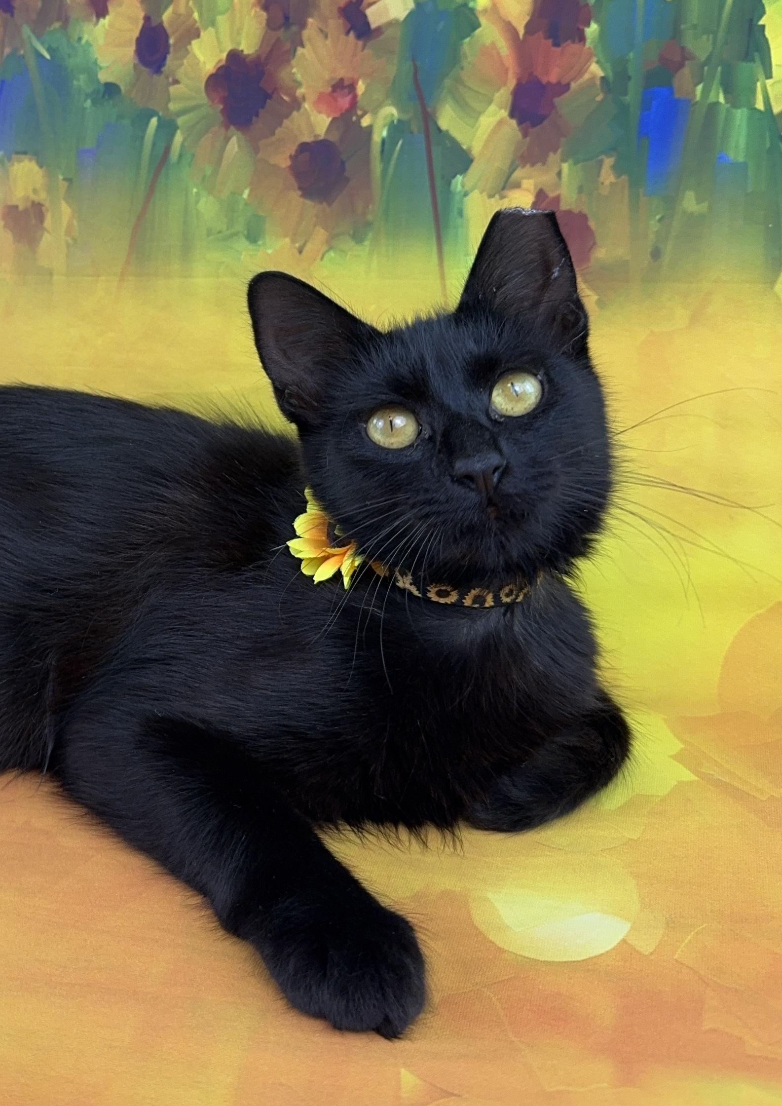 Enlarge Coco, a Adopted Domestic Long Hair in Houston, TX image 4/6