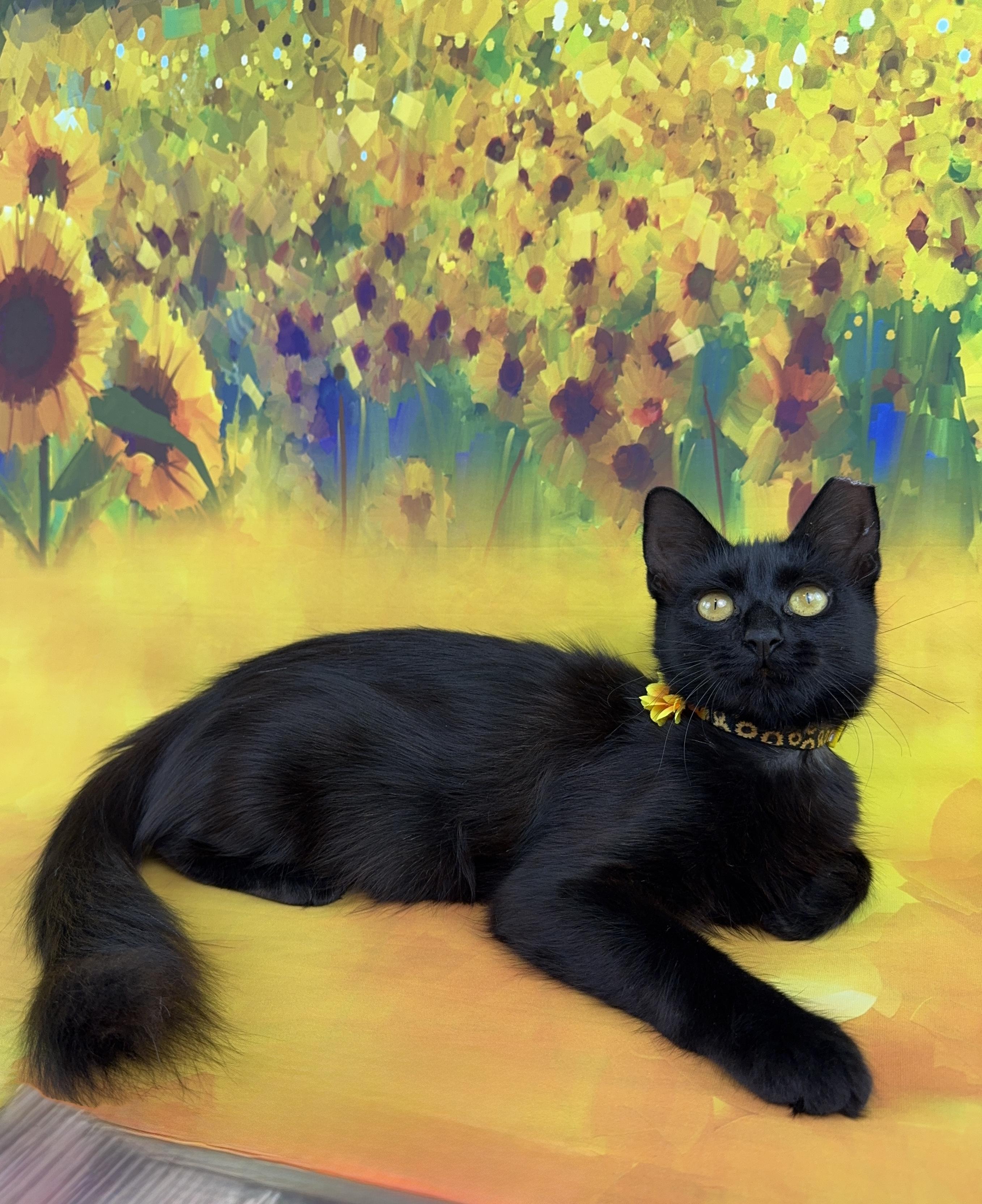 Enlarge Coco, a Adopted Domestic Long Hair in Houston, TX image 5/6