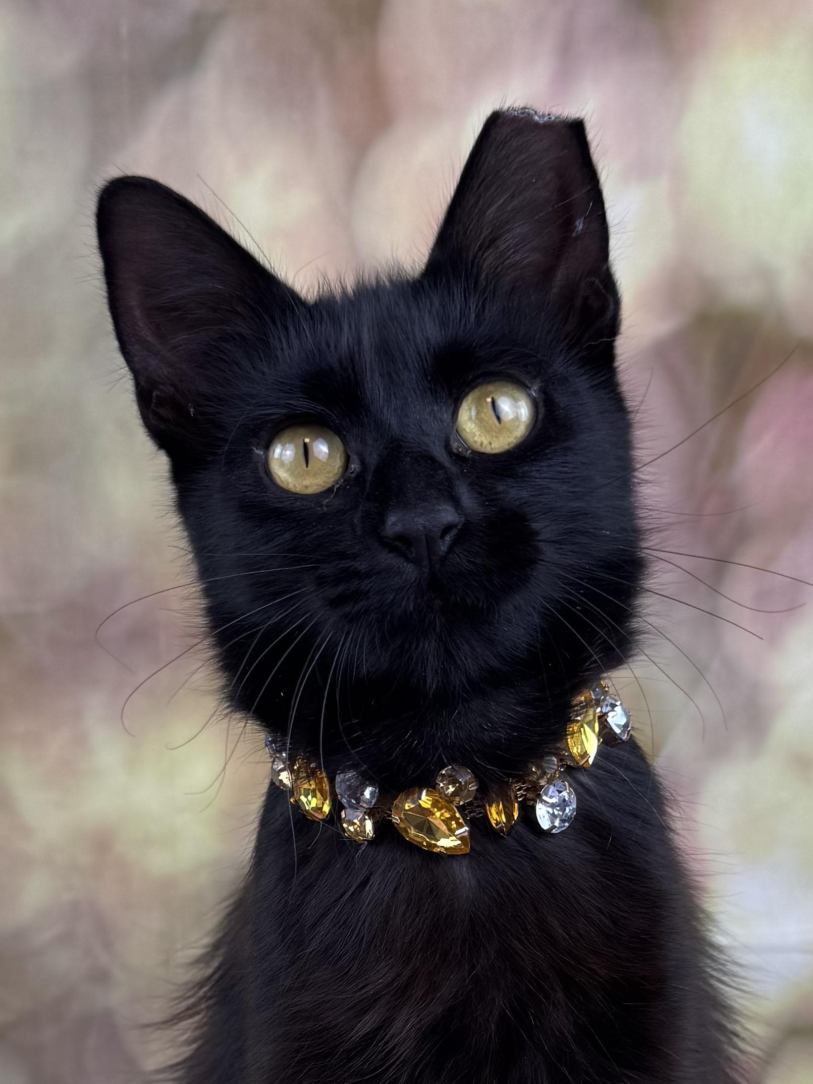 Enlarge Coco, a Adopted Domestic Long Hair in Houston, TX image 3/6